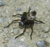 Pentatoma rufipes